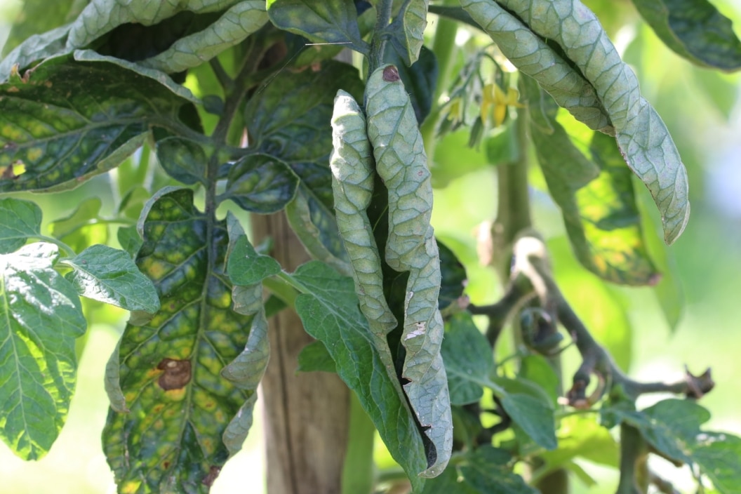 Tomatenblätter kräuseln sich was tun?