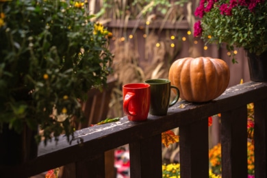Balkon Herbstbepflanzung: 15 dekorative Herbstpflanzen