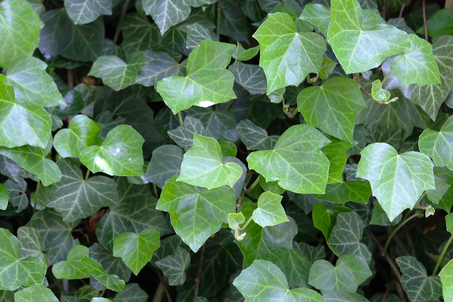 Efeuarten: die wichtigsten Hedera Helix-Sorten - Hausgarten.net